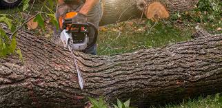 Professional Tree Care in Loma, CO