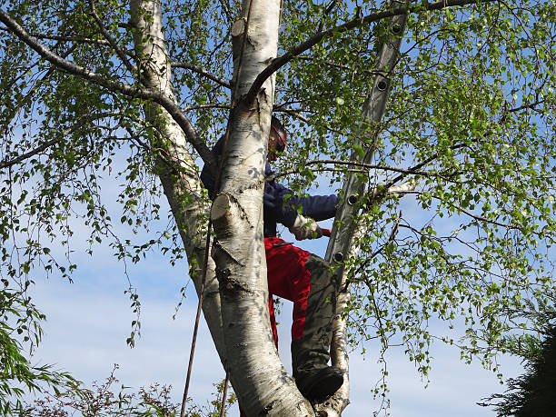 How Our Tree Care Process Works  in  Loma, CO